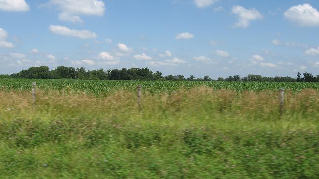 countryside – corn