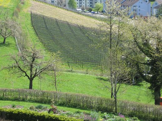 view - vineyard