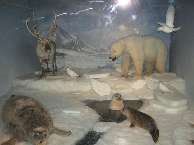 Polar Bear, seals