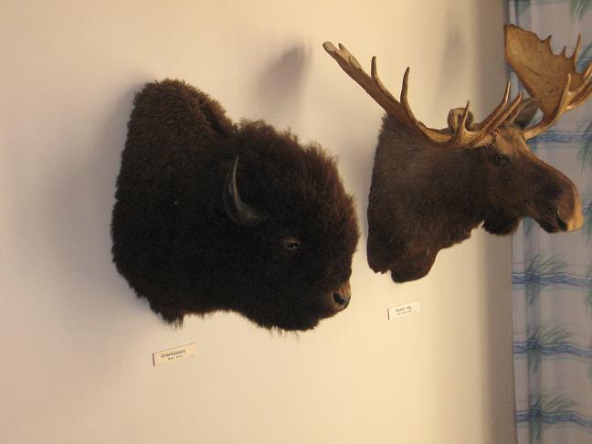 Bison, Moose head